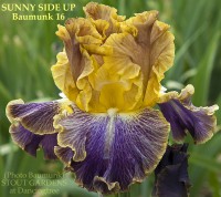 /album/a10/sunny-side-up-baumunk-2016-jpg/